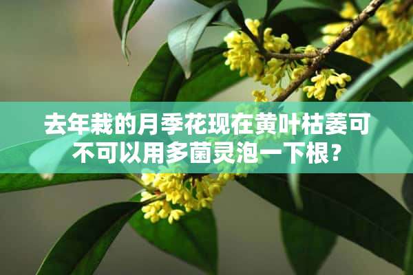 去年栽的月季花现在黄叶枯萎可不可以用多菌灵泡一下根？