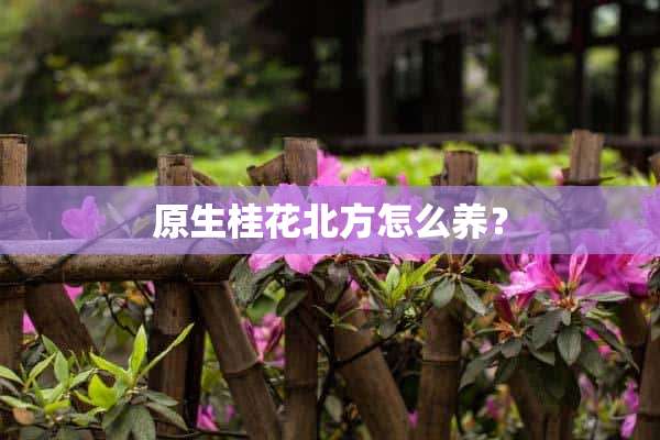 原生桂花北方怎么养？