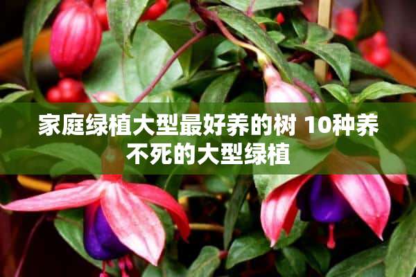 家庭绿植大型最好养的树 10种养不死的大型绿植