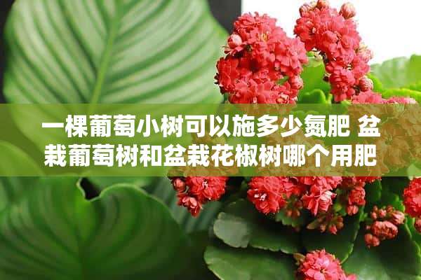 一棵葡萄小树可以施多少氮肥 盆栽葡萄树和盆栽花椒树哪个用肥量大些