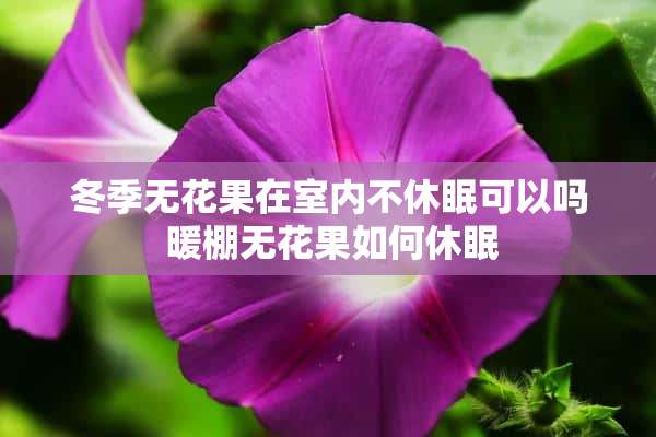 冬季无花果在室内不休眠可以吗 暖棚无花果如何休眠