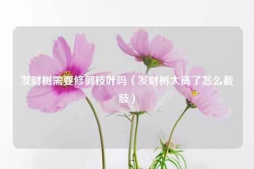 发财树需要修剪枝叶吗（发财树太高了怎么截肢） 花卉