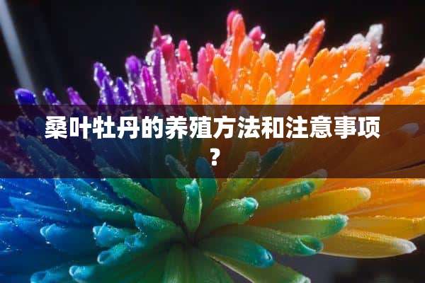 桑叶牡丹的养殖方法和注意事项？