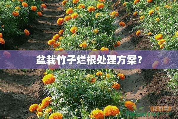 盆栽竹子烂根处理方案？