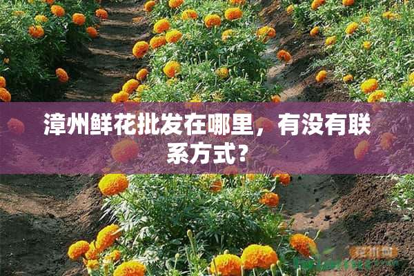 漳州鲜花批发在哪里，有没有联系方式？