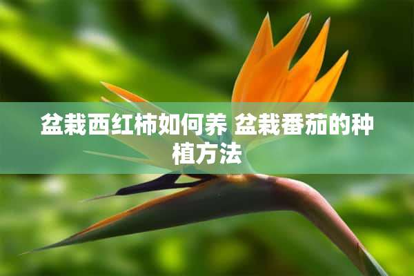 盆栽西红柿如何养 盆栽番茄的种植方法