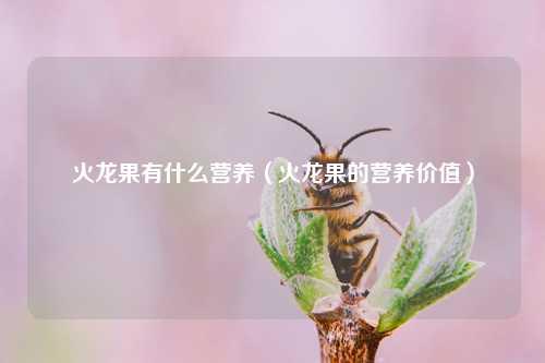 火龙果有什么营养（火龙果的营养价值） 花卉