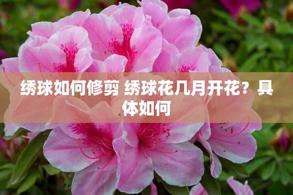 绣球如何修剪 绣球花几月开花？具体如何