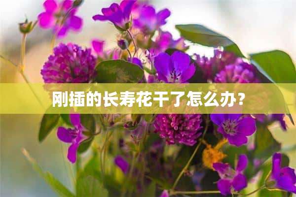 刚插的长寿花干了怎么办？