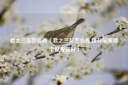 君之兰花怎么养（君之兰花怎么养,摆在家里哪个位置最好）