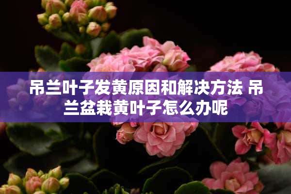 吊兰叶子发黄原因和解决方法 吊兰盆栽黄叶子怎么办呢