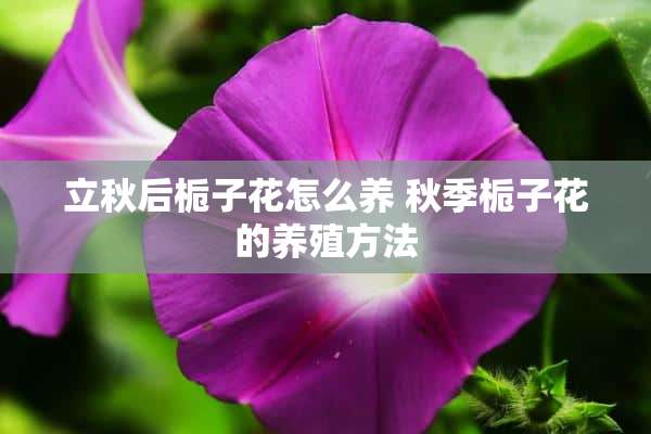 立秋后栀子花怎么养 秋季栀子花的养殖方法