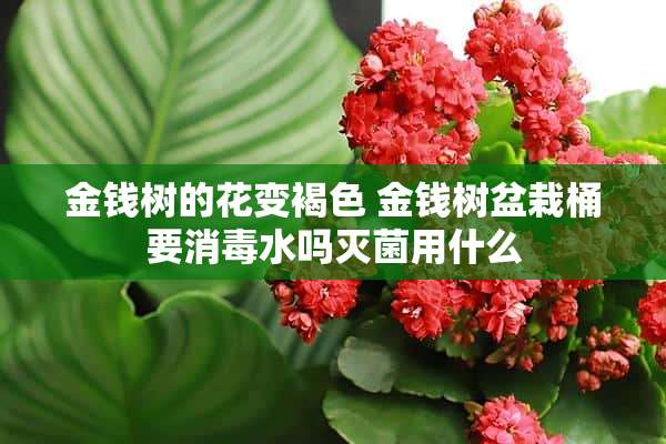 金钱树的花变褐色 金钱树盆栽桶要消毒水吗灭菌用什么