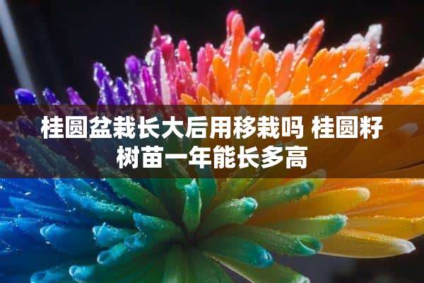 桂圆盆栽长大后用移栽吗 桂圆籽树苗一年能长多高