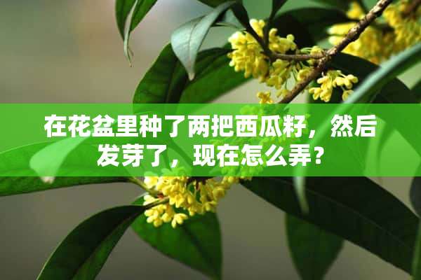 在花盆里种了两把西瓜籽，然后发芽了，现在怎么弄？