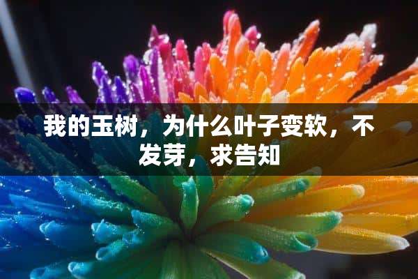 我的玉树，为什么叶子变软，不发芽，求告知