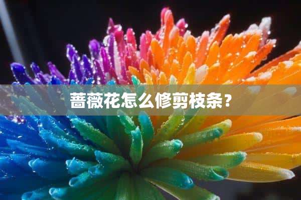 蔷薇花怎么修剪枝条？