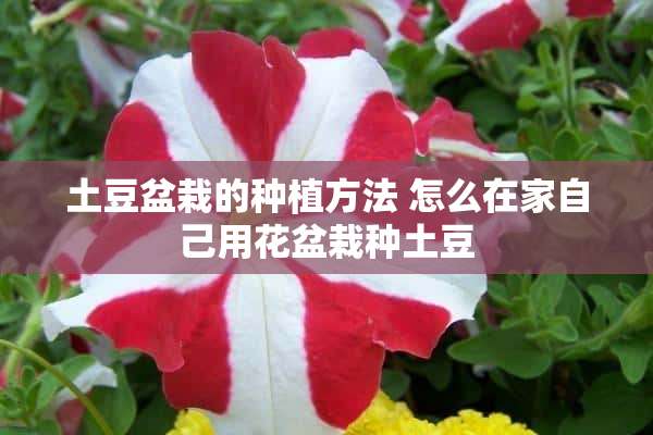 土豆盆栽的种植方法 怎么在家自己用花盆栽种土豆