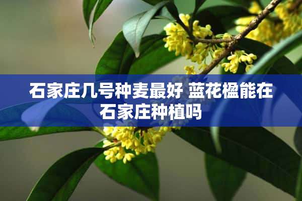 石家庄几号种麦最好 蓝花楹能在石家庄种植吗