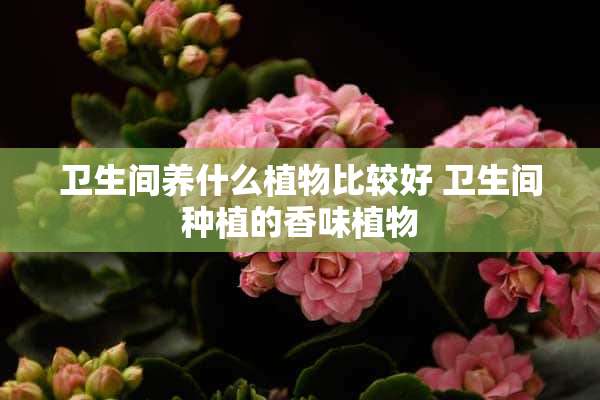 卫生间养什么植物比较好 卫生间种植的香味植物