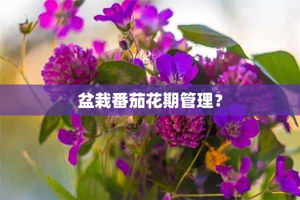 盆栽番茄花期管理？