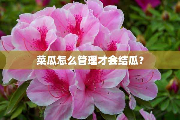 菜瓜怎么管理才会结瓜？