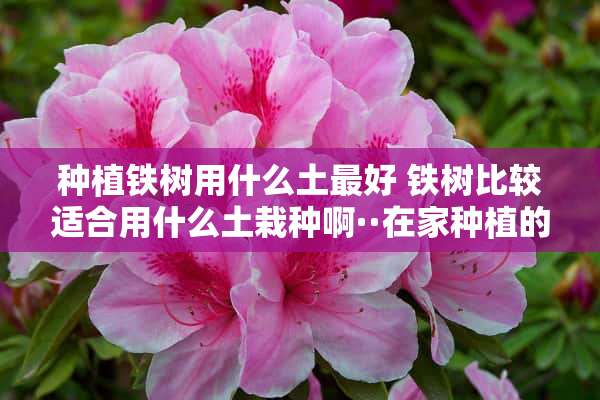 种植铁树用什么土最好 铁树比较适合用什么土栽种啊··在家种植的时候应该注意什么