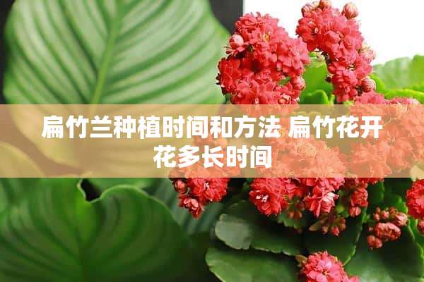 扁竹兰种植时间和方法 扁竹花开花多长时间