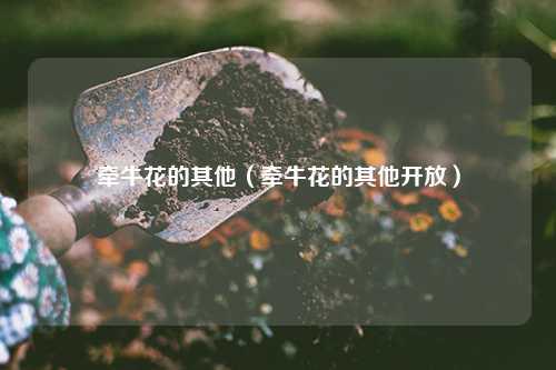 牵牛花的其他（牵牛花的其他开放） 花卉