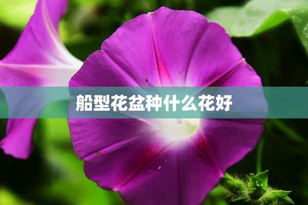 船型花盆种什么花好