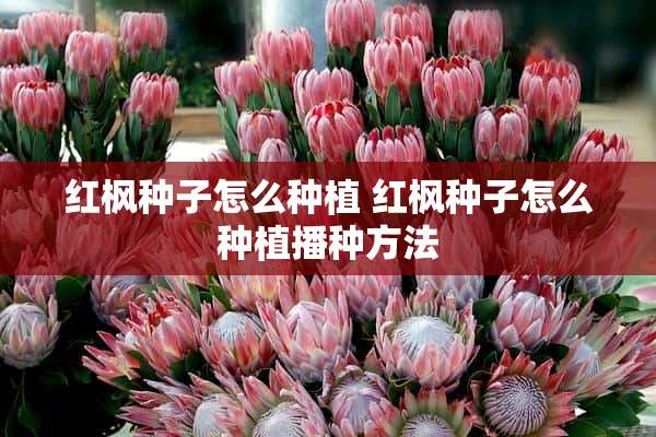 红枫种子怎么种植 红枫种子怎么种植播种方法