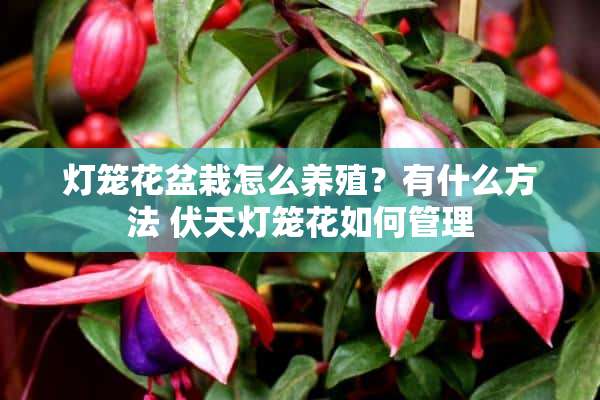 灯笼花盆栽怎么养殖？有什么方法 伏天灯笼花如何管理