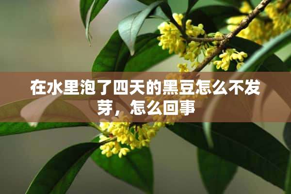 在水里泡了四天的黑豆怎么不发芽，怎么回事