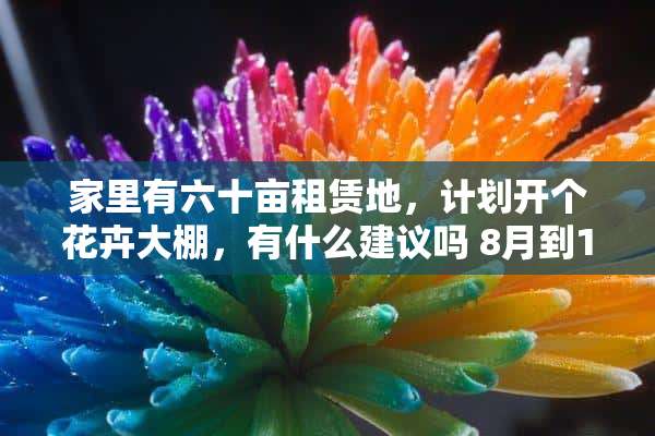 家里有六十亩租赁地，计划开个花卉大棚，有什么建议吗 8月到10月有什么花