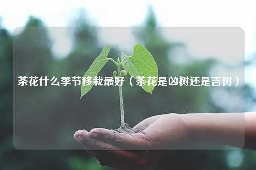 茶花什么季节移栽最好（茶花是凶树还是吉树） 花卉