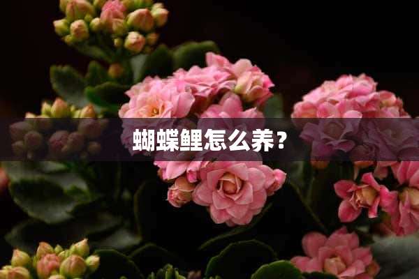 蝴蝶鲤怎么养？