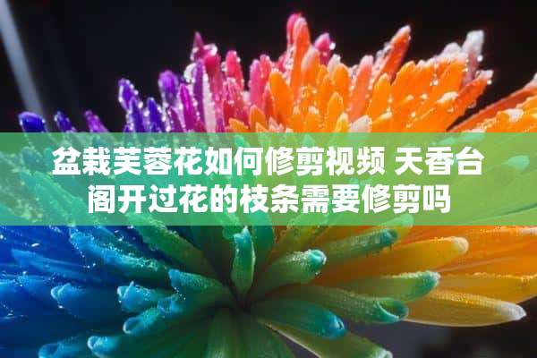 盆栽芙蓉花如何修剪视频 天香台阁开过花的枝条需要修剪吗