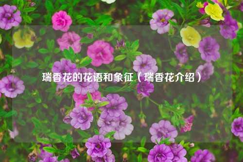 瑞香花的花语和象征（瑞香花介绍） 花卉