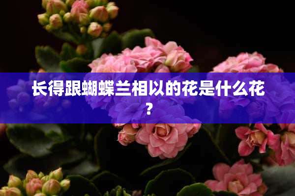 长得跟蝴蝶兰相以的花是什么花？