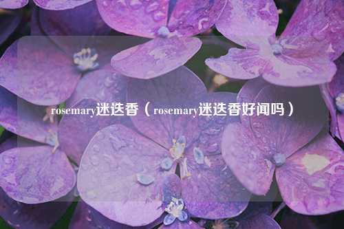 rosemary迷迭香（rosemary迷迭香好闻吗） 花卉