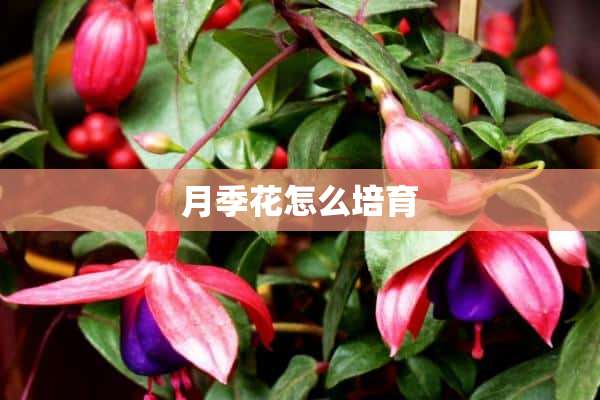 月季花怎么培育