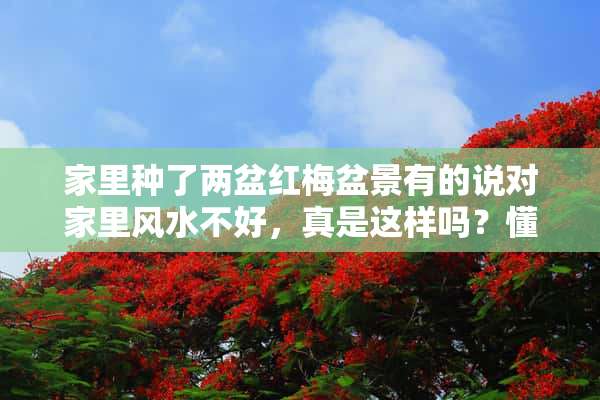 家里种了两盆红梅盆景有的说对家里风水不好，真是这样吗？懂风水的说一下！