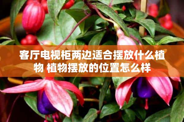 客厅电视柜两边适合摆放什么植物 植物摆放的位置怎么样