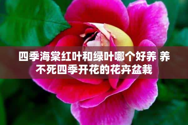 四季海棠红叶和绿叶哪个好养 养不死四季开花的花卉盆栽