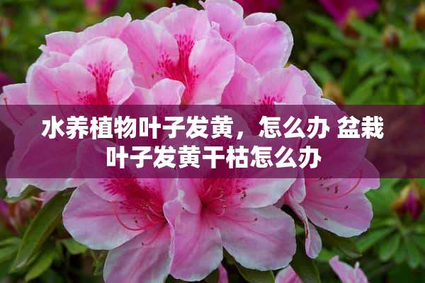 水养植物叶子发黄，怎么办 盆栽叶子发黄干枯怎么办