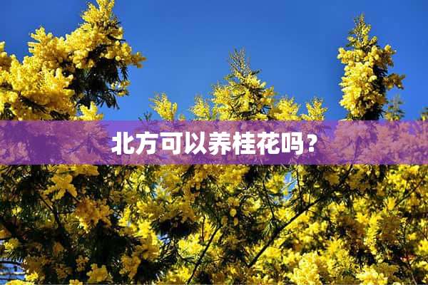 北方可以养桂花吗？