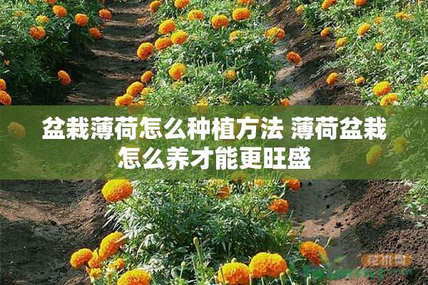 盆栽薄荷怎么种植方法 薄荷盆栽怎么养才能更旺盛