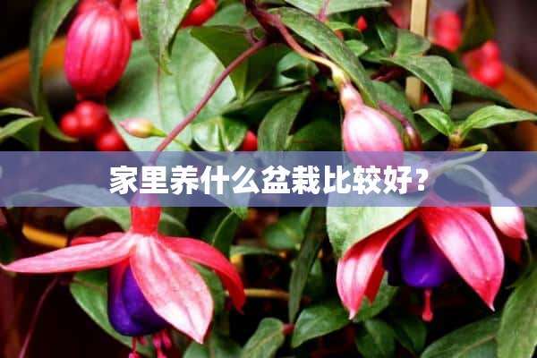 家里养什么盆栽比较好？