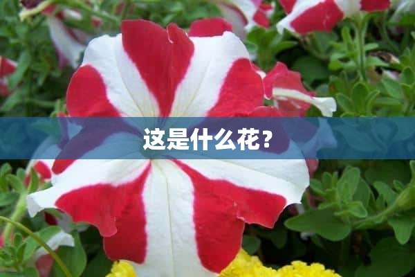 这是什么花？