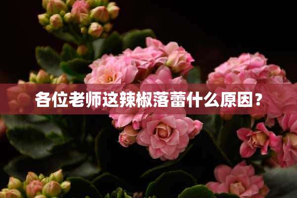 各位老师这辣椒落蕾什么原因？